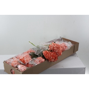 Hydr Light Salmon Box