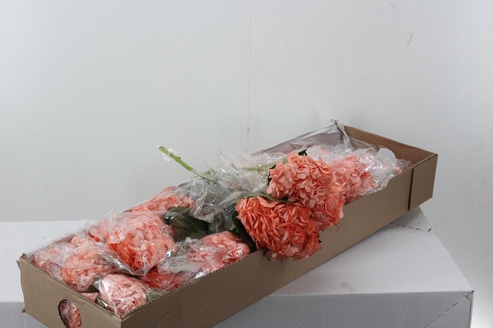 <h4>Hydr Light Salmon Box</h4>