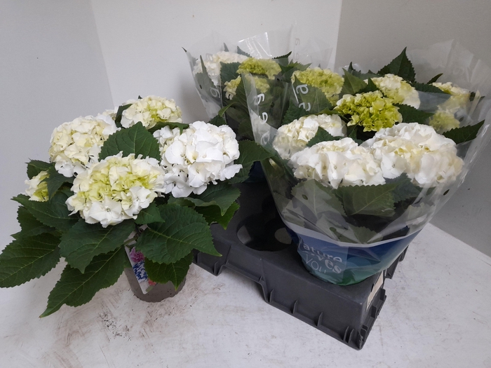 <h4>HYDR M SCHNEEBALL</h4>