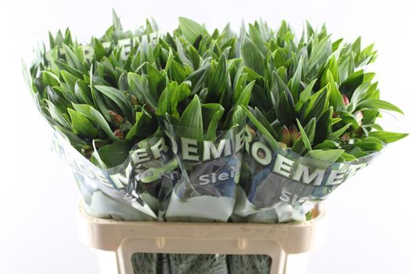 <h4>Alstr Estee (zalm)</h4>