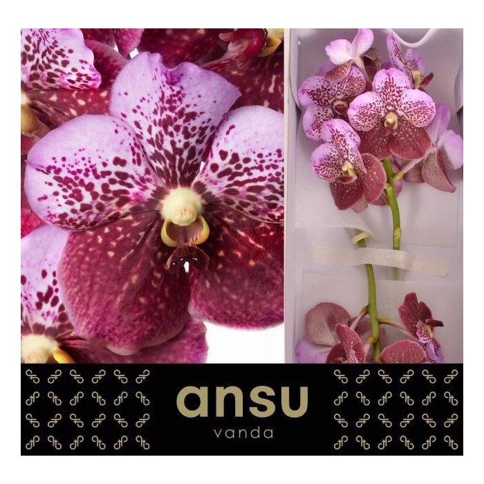 <h4>Vanda Di Pink Mahoga</h4>