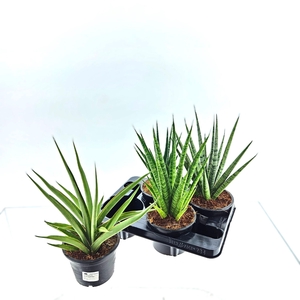 SANSEV CYLINDRICA OV