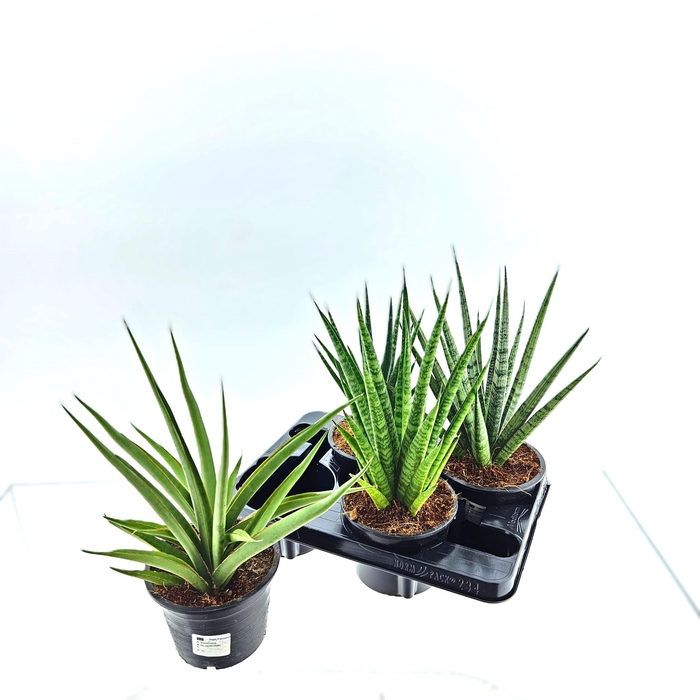 <h4>SANSEV CYLINDRICA OV</h4>