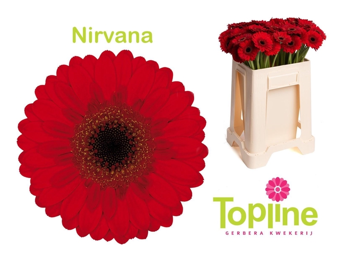 <h4>GE MI NIRVANA</h4>