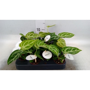 Anthurium   ...