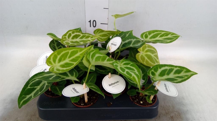 <h4>Anthurium   ...</h4>