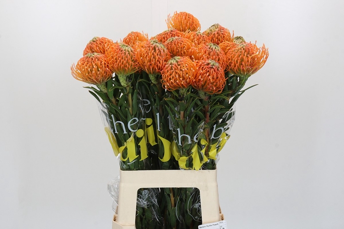 <h4>Nutans Ayoba Peach</h4>