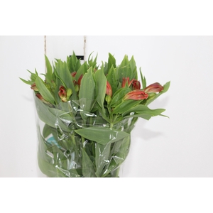 ALSTROEMERIA FLAME 080 CM