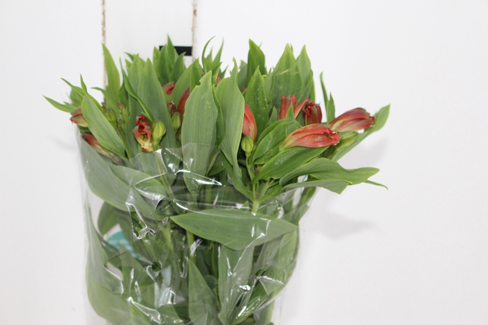 ALSTROEMERIA FLAME 080 CM