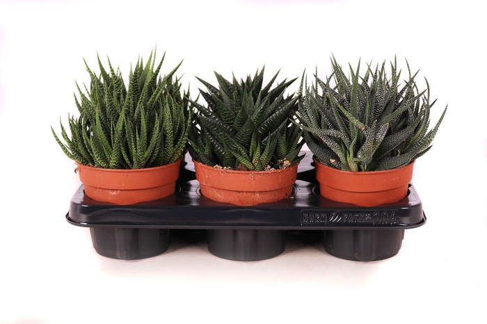 <h4>Haworthia mix 12 cm</h4>