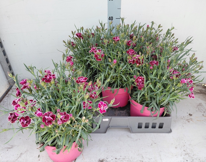 <h4>DIAN CAPITAN COLON</h4>