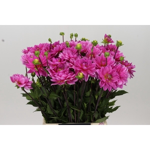 Dahlia Onesta