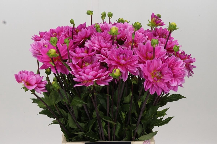 <h4>Dahlia Onesta</h4>