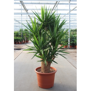 Yucca elephantipes 4+ armen
