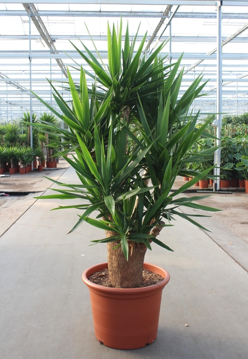 <h4>Yucca elephantipes 4+ armen</h4>
