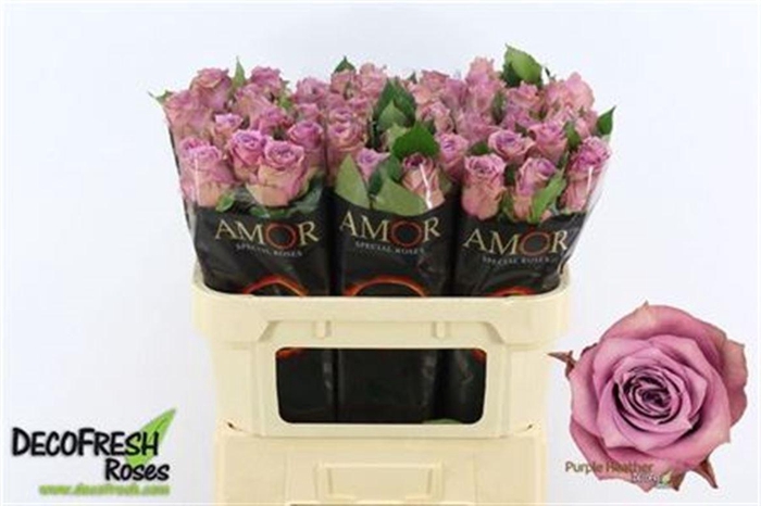 <h4>R Gr Purple Heather</h4>