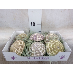 Tillandsia usneoides
