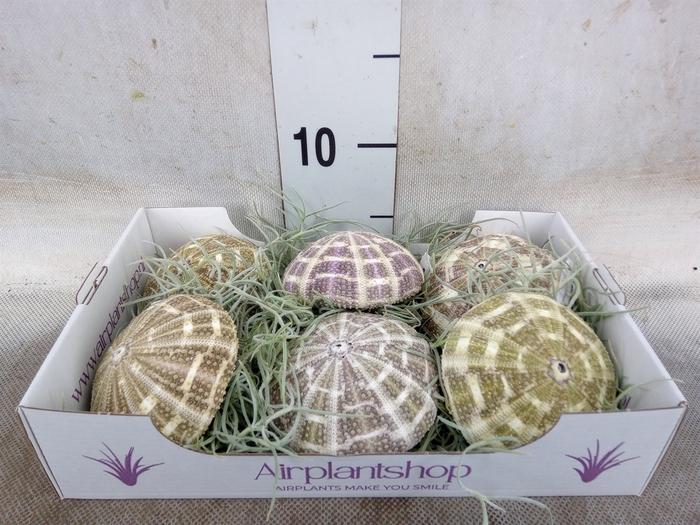 <h4>Tillandsia usneoides</h4>