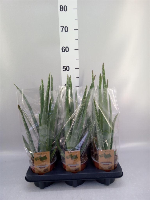 <h4>Aloe vera</h4>