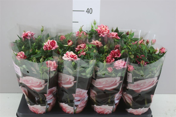 <h4>Rosa Patio Ganna</h4>