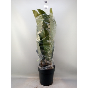 Ficus elastica 'Robusta'