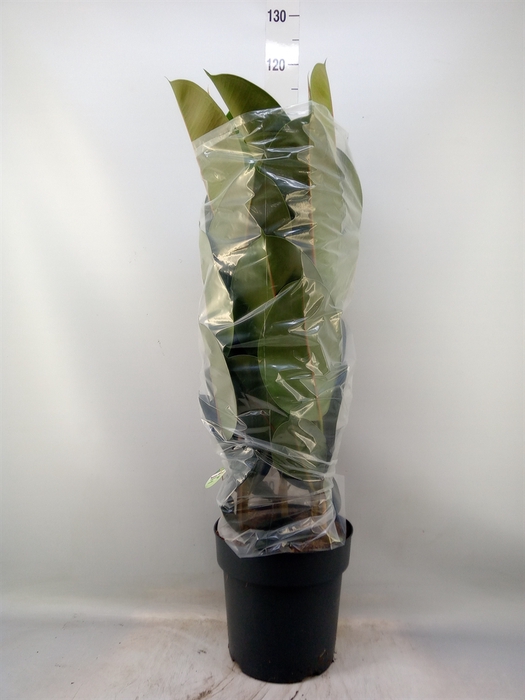 <h4>Ficus elastica 'Robusta'</h4>