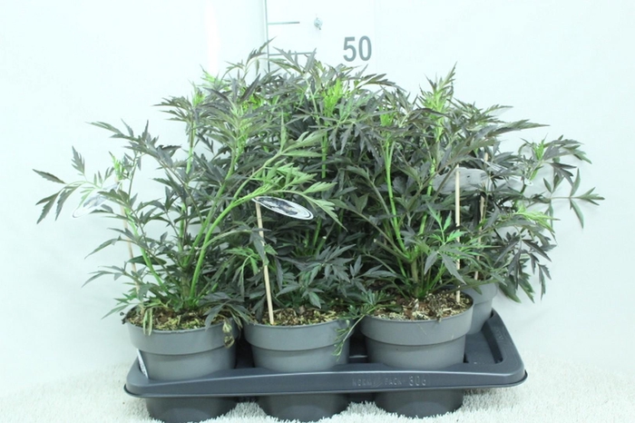<h4>Sambucus nigra Black Lace P17 potgekweekt</h4>