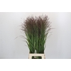 Panicum Warrior