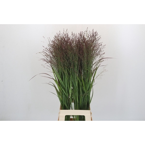 Panicum Warrior