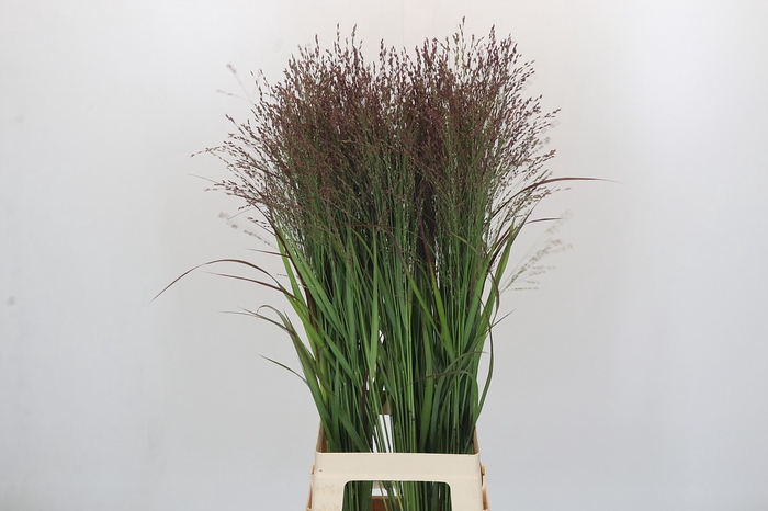 <h4>Panicum Warrior</h4>