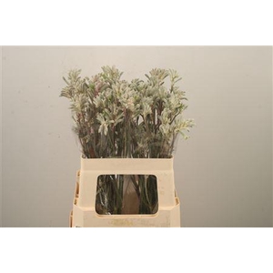 Anigozanthos Bush Diamond Grey
