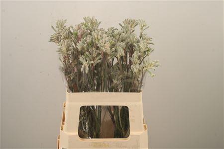 <h4>Anigozanthos Bush Diamond Grey</h4>