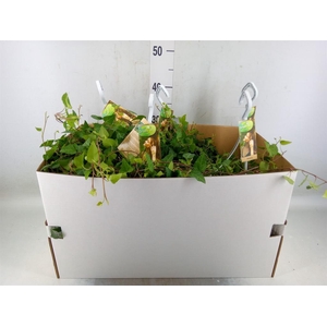 Hedera helix 'Anna'