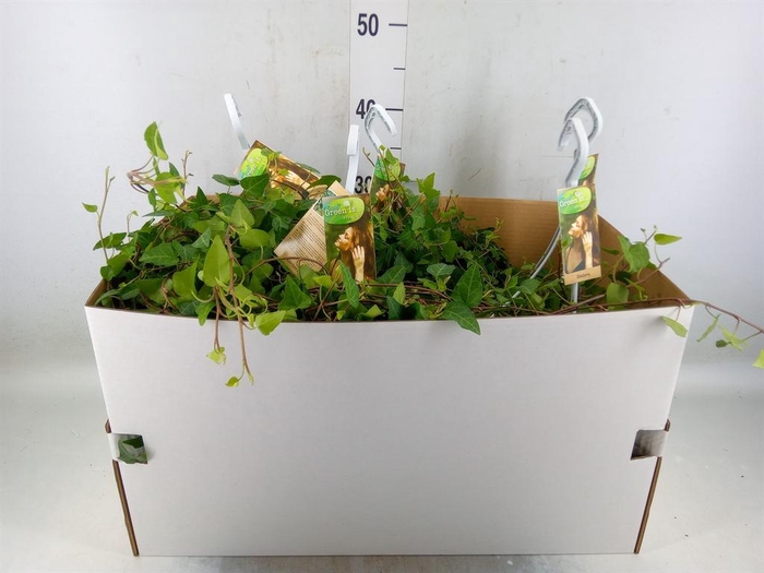 <h4>Hedera helix 'Anna'</h4>