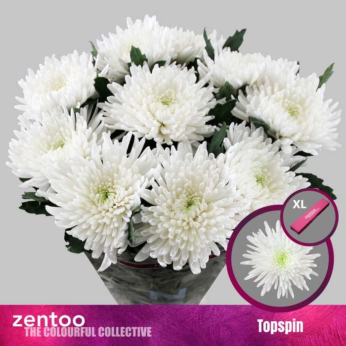 <h4>Chrysanten Chr G Topspin</h4>