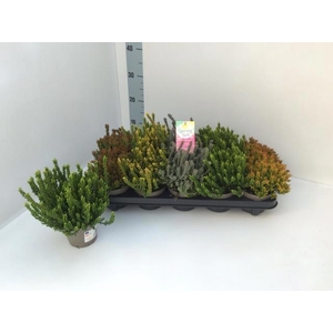 CALLU G G SU GIR GEM