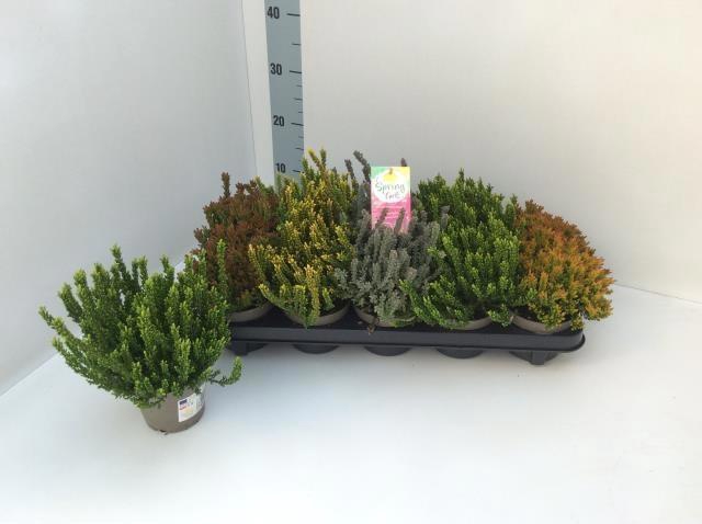 <h4>CALLU G G SU GIR GEM</h4>