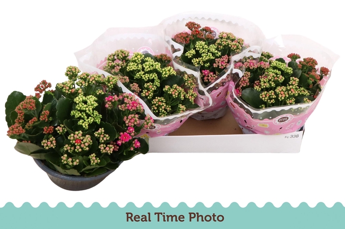 <h4>KAL GE GEM I POT</h4>