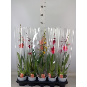 Burrageara  'Nelly Isler'