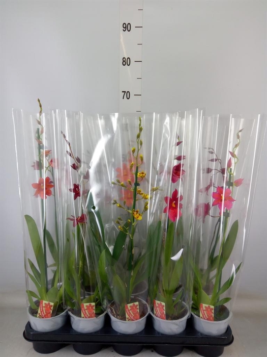 <h4>Burrageara  'Nelly Isler'</h4>