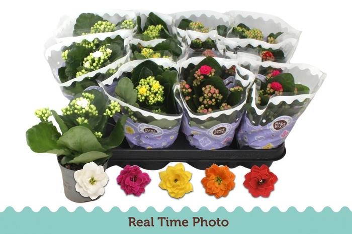 <h4>KAL GE GEM 5 KL</h4>