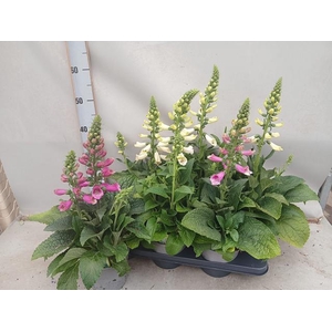 DIGI PURPUREA