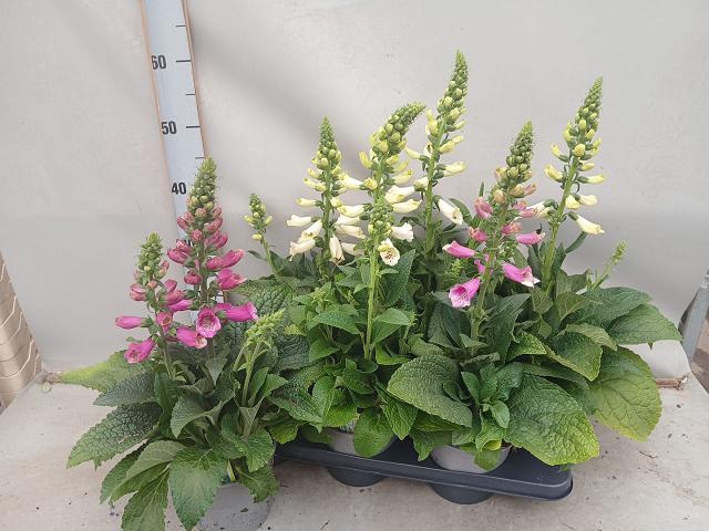 <h4>DIGI PURPUREA</h4>