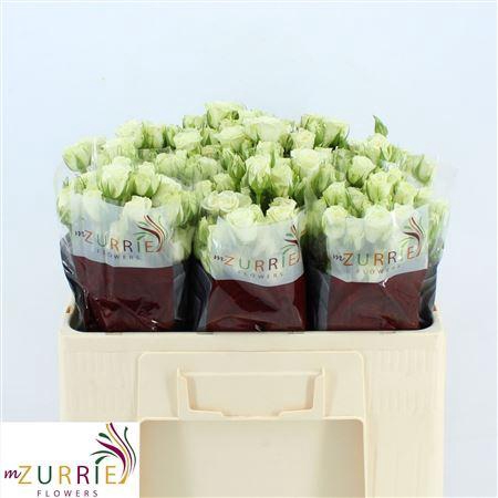 <h4>R Tr Snowflake</h4>