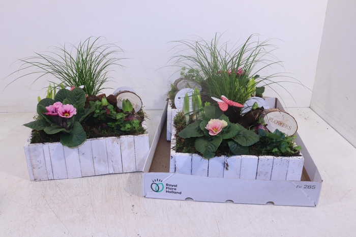 <h4>ARR TUINPLANTEN</h4>