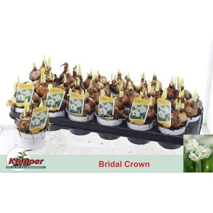 Narc D Bridal Crown