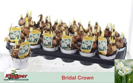 <h4>Narc D Bridal Crown</h4>