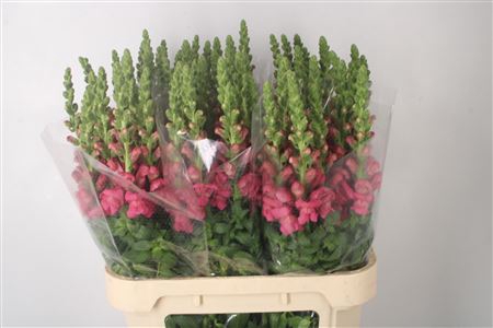 <h4>Antirrhinum Nl. Dark Pink Avignon</h4>