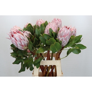 Protea Cynaroides