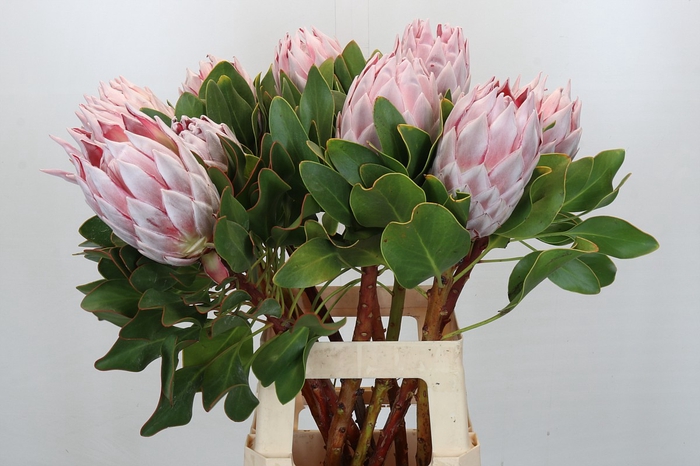 <h4>Protea Cynaroides</h4>